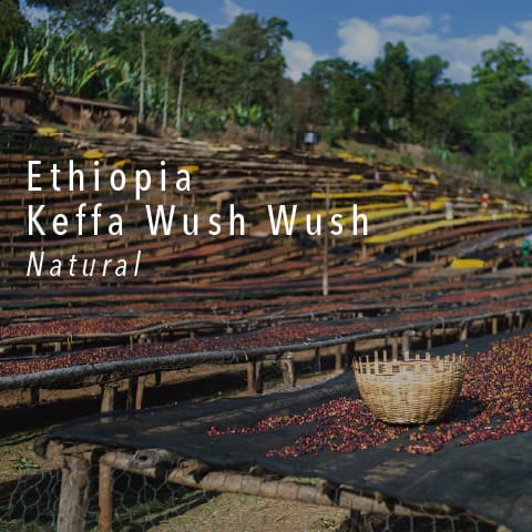 ETHIOPIA KEFFA WUSH WUSH - NATURAL
